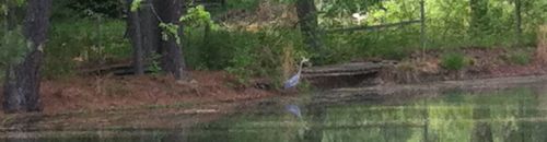 heron.jpg