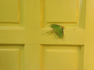 IMG_1006
